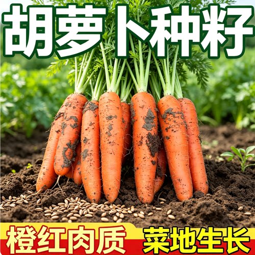胡萝卜种籽夏秋季水果蔬菜萝卜生吃脆甜四季田园红萝卜种子