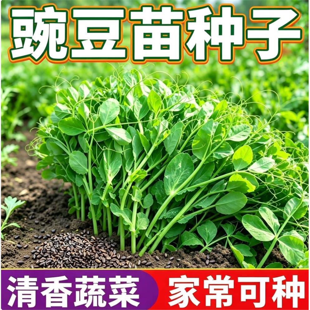 (新种到啦)豌豆尖苗种子柔嫩鲜香菜地培育居家种植家常蔬菜种源