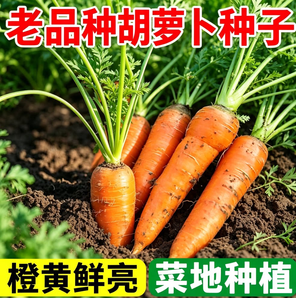 红胡萝卜种子籽种胡罗卜罗卜大全萝卜种籽水果正品老品种图片