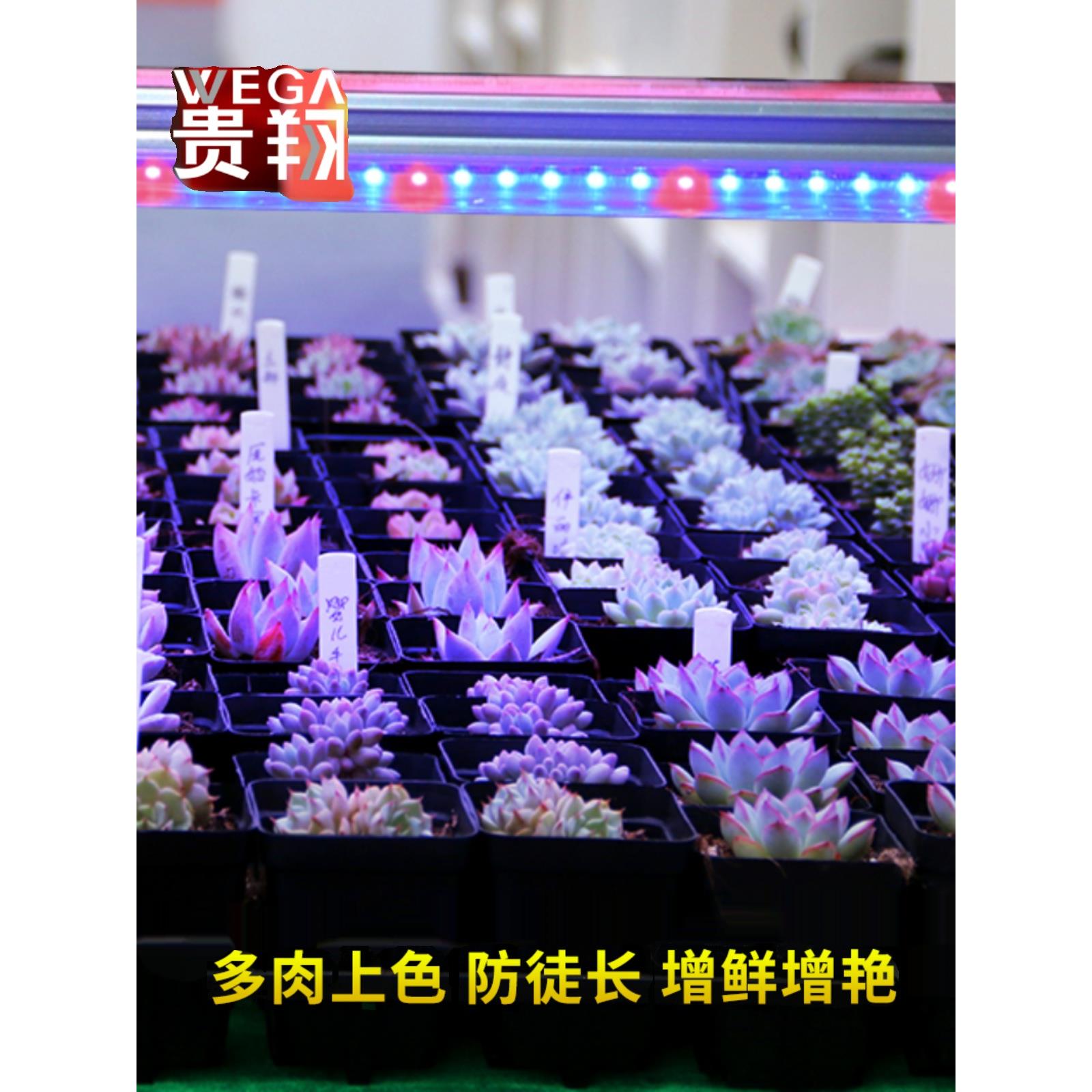 wega植物生长灯led仿太阳红蓝光多肉照光灯上色 食虫植物补光灯管