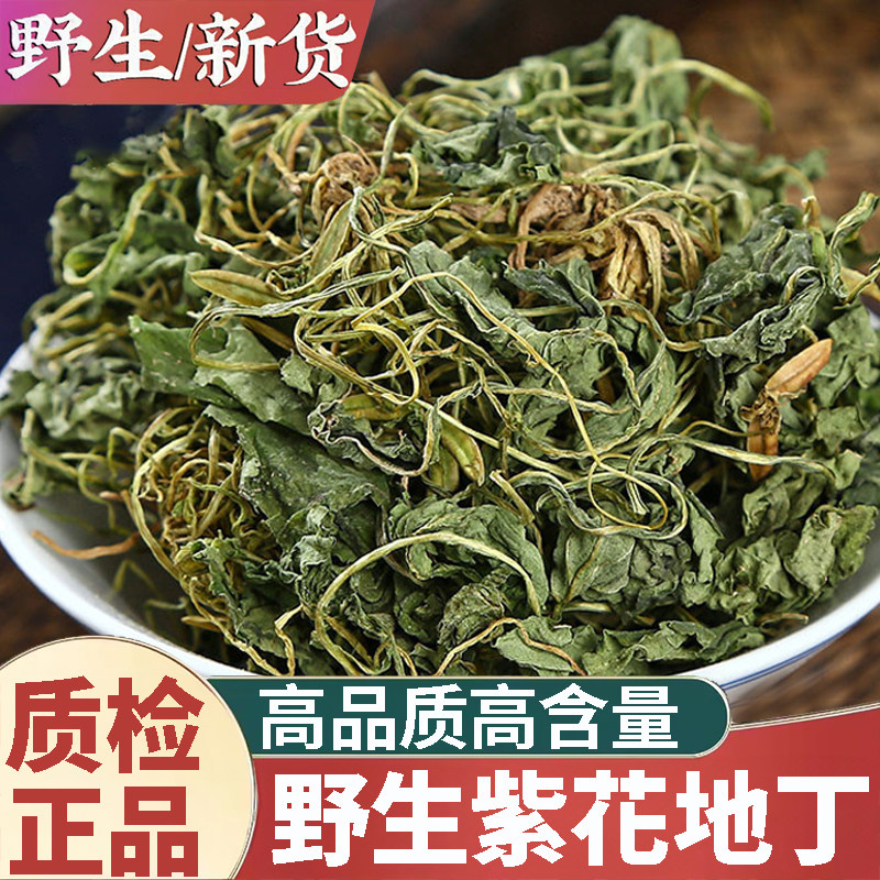 正品野生紫花地丁新货中药材500g正宗犁头草地丁草地丁地丁茶泡水