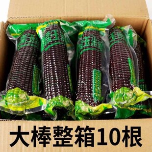 【10根整箱】东北黑糯玉米独立真空黏黏甜糯玉米紫玉米减健身代餐