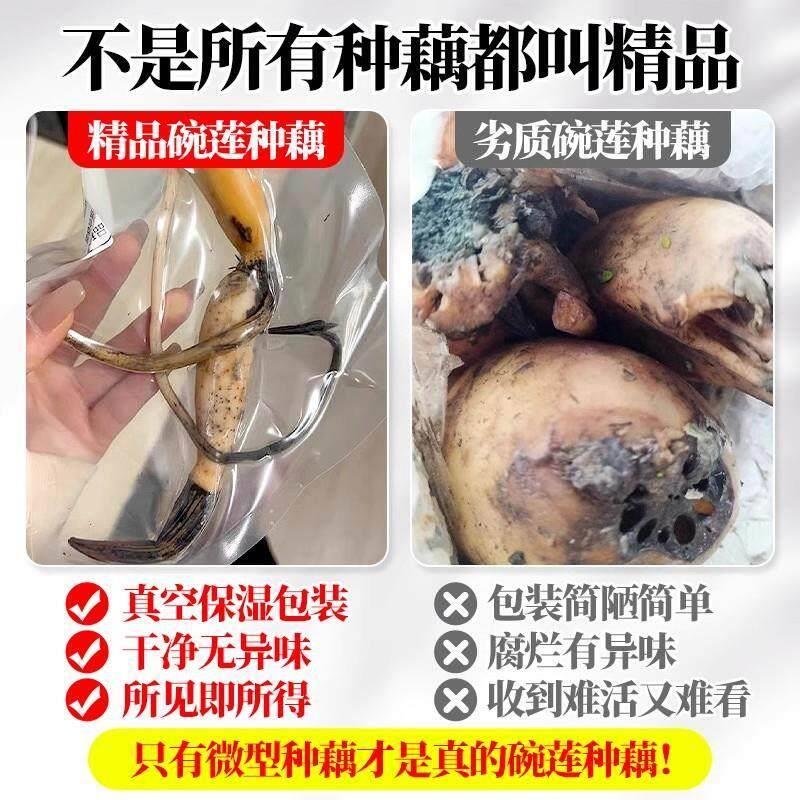 荷花藕种观赏盆栽水养莲花缸栽莲藕苗鱼池塘水生植物花卉碗莲睡莲