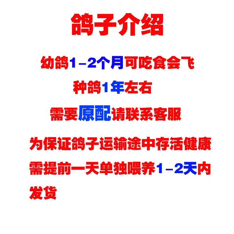 鸽子活体一对信鸽天落鸟幼鸽青年纯黑成年种鸽成绩鸽赛鸽原配活体