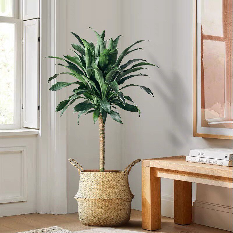 巴西木盆栽幸运木绿植室内大型龙血树盆景客厅吸甲醛招财植物花卉