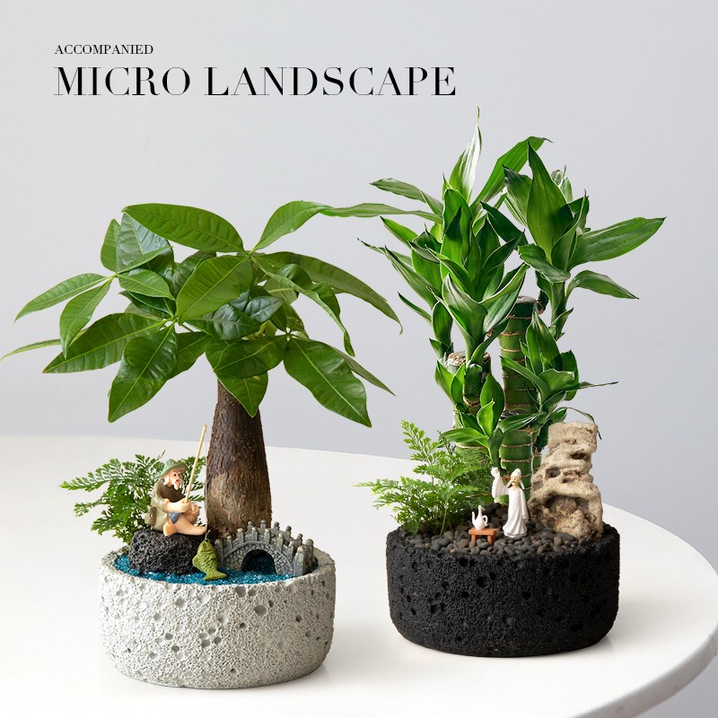 文竹盆栽罗汉松绿植室内植物桌面微景观办公室发财树客厅花卉盆景