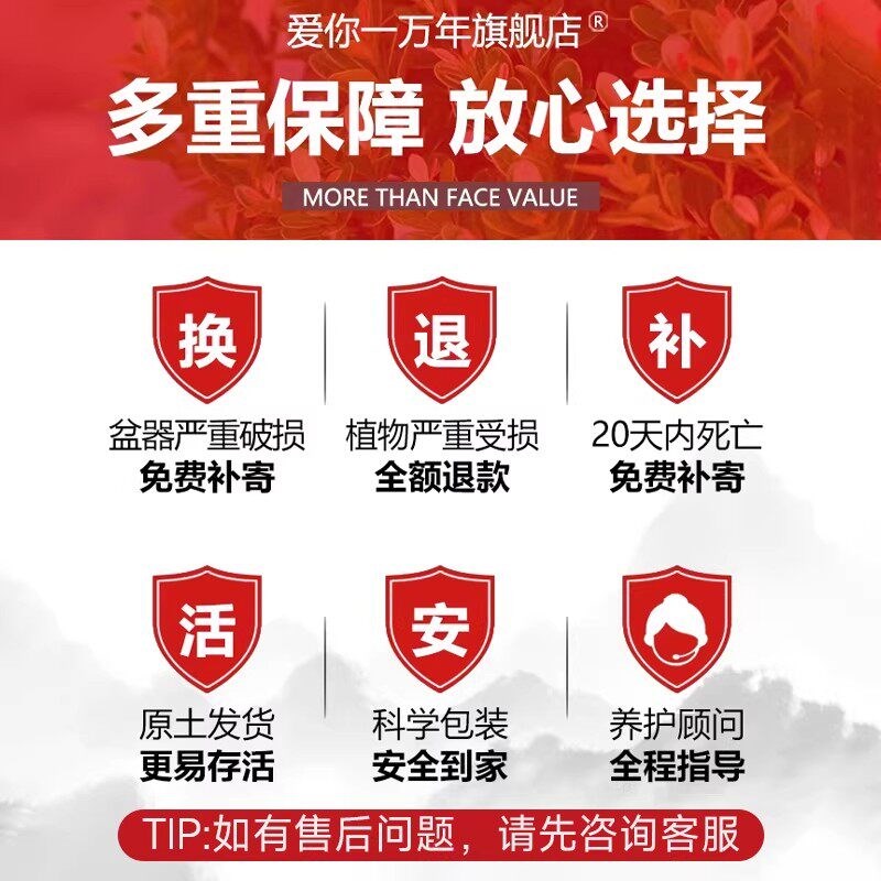小叶赤楠盆景金丝楠木老桩盆栽大棵办公室内桌面绿植花卉四季好养