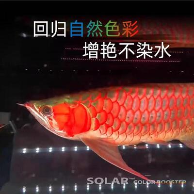 尼奥 st鱼缸灯雷龙鱼专用灯吉罗灯日光发色灯LED鱼缸灯增艳增色灯
