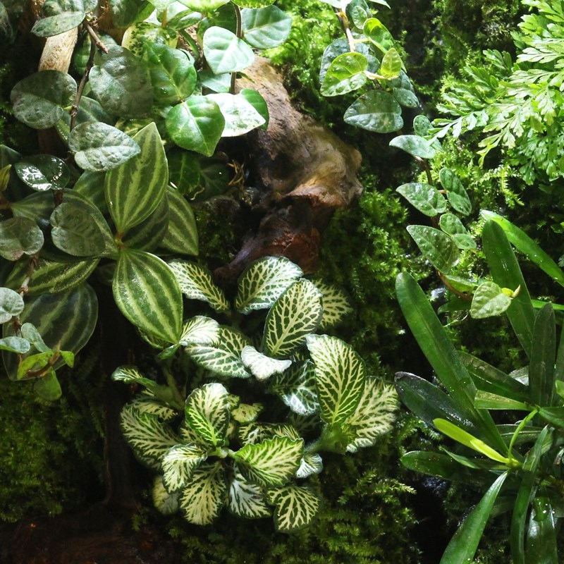 苔藓生态雨林缸水陆缸微景观热带雨林造景缸玻璃养爬宠顺丰包邮
