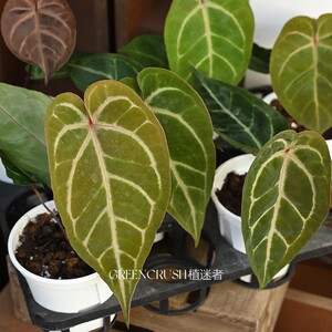 福利花烛集合盆栽华丽贝斯水晶观叶绿植客厅阳台热植植迷者