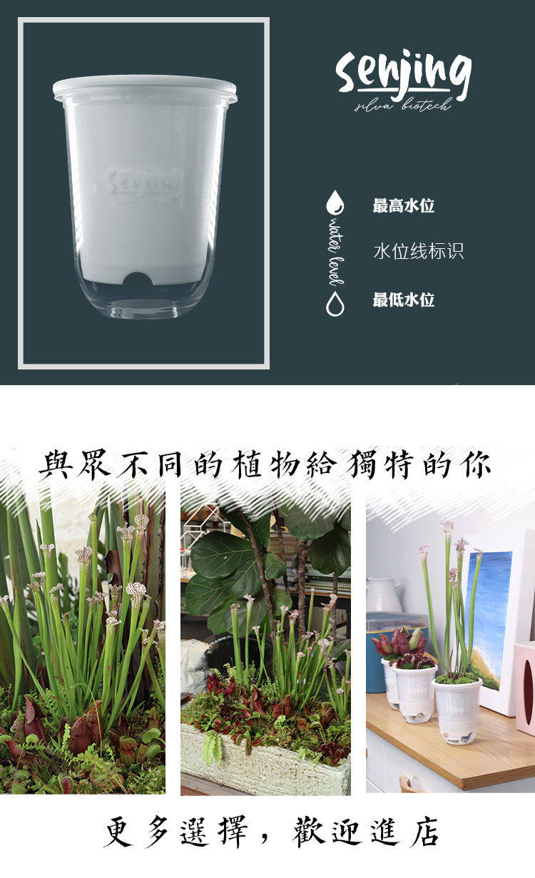 товар из китая 【-10℃以上可发货】食虫植物新手入门套餐捕蝇草茅膏菜瓶子草