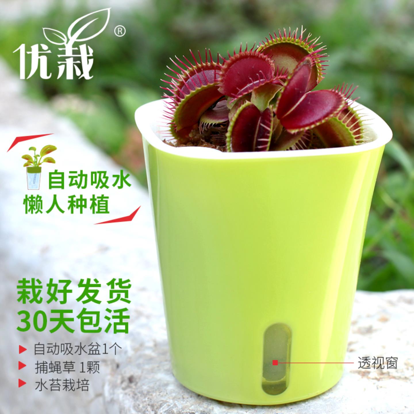 捕蝇草盆栽驱蚊草捕虫草扑蝇草食虫植物食人花猪笼草大嘴超大