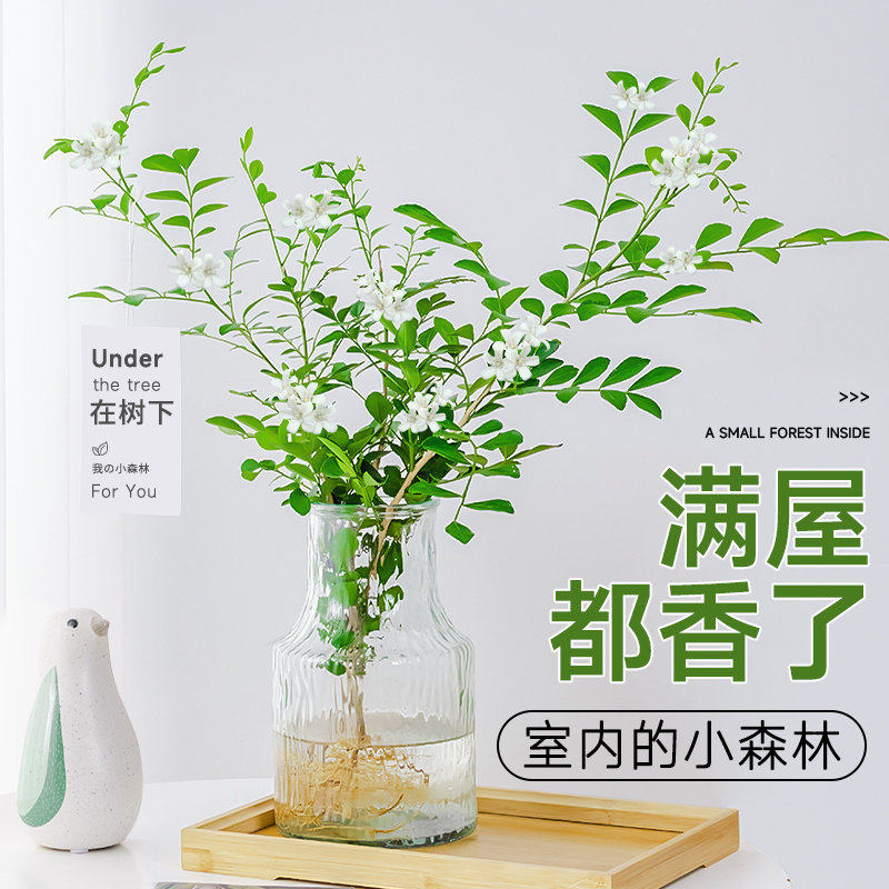 水培植物九里香盆栽桌面驱蚊绿植室内茉莉鲜花水养花卉懒人四