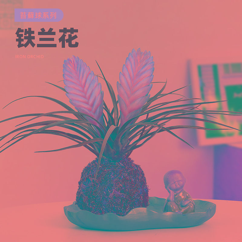 铁兰花盆栽带花剑发货紫色花卉室内客厅办公桌面四季开花好养绿植