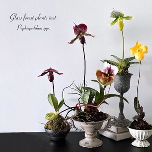 绿魔帝红魔帝肉饼兜兰带花苞好养易复花室内耐阴花卉盆栽可爱招财