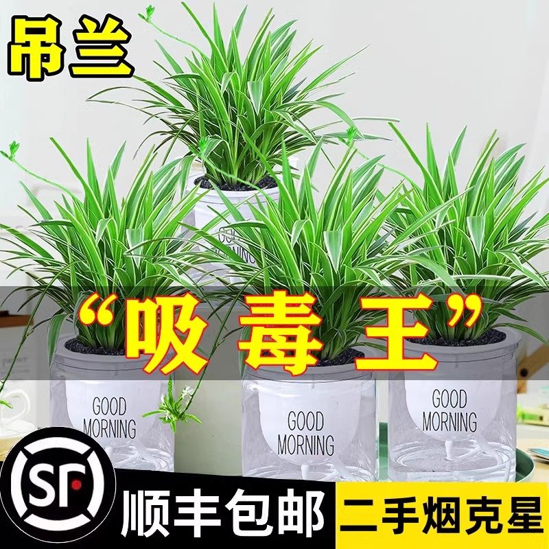 金边吊兰盆栽室内植物花卉新房家用净化空气吸除甲醛水培垂吊