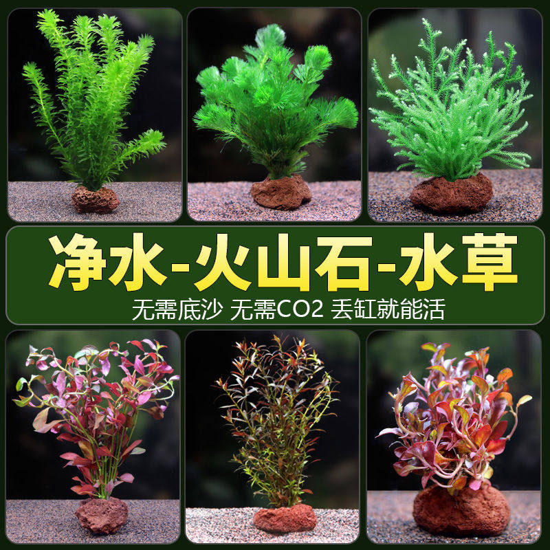 鱼缸活体水草植物真草水培蜈蚣装饰阴性净化水火山石生态造景