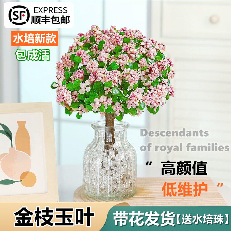金枝玉叶盆栽水培植物室内好养老桩盆景桌面水养绿植四季花卉多肉