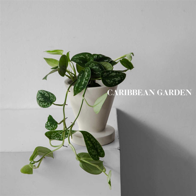 小叶银斑葛盆栽花叶绿萝常绿植物室内桌面垂吊长藤观叶植物吸甲醛
