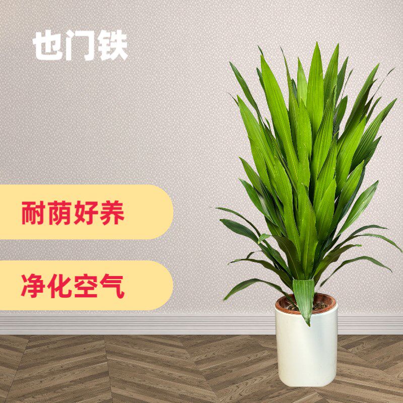 也门铁盆栽铁树盆景客厅办公室内阳台植物好养盆栽四季常青重庆