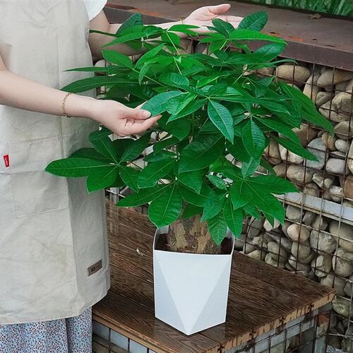 发财树盆栽招财室内客厅大绿植前台开业办公四季常青桌面净化空气