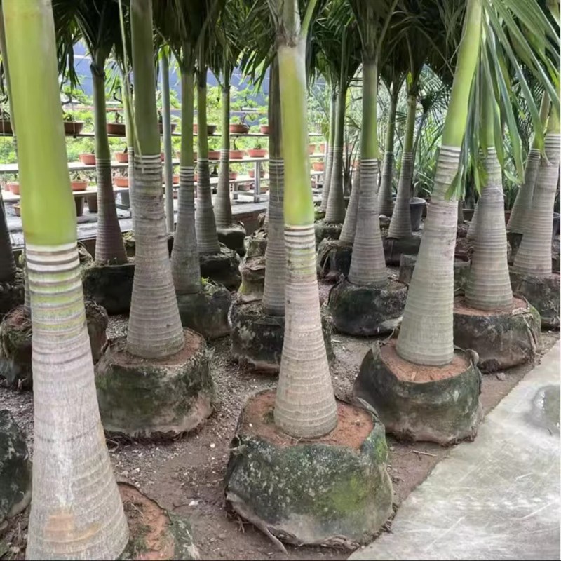 圣诞椰子树棕榈盆栽绿植热带绿植室内室外椰子树