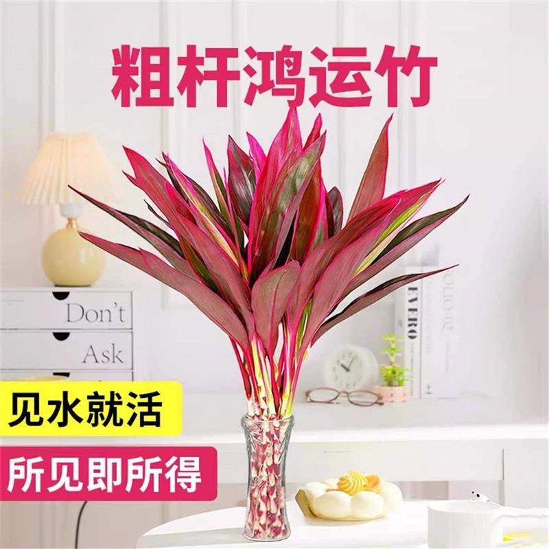 紫竹鸿运当头富贵竹水培绿植物盆栽粗杆带根客厅招财竹子室内花卉