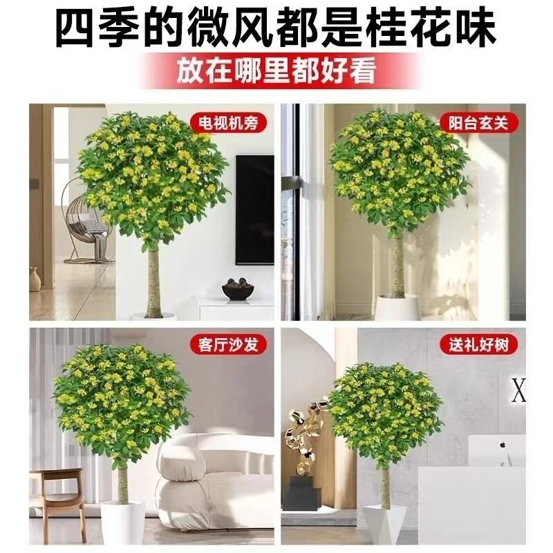 四季桂花盆栽树苗浓香型新中式盆景矮桩绿植桌面办公室内盆栽植物