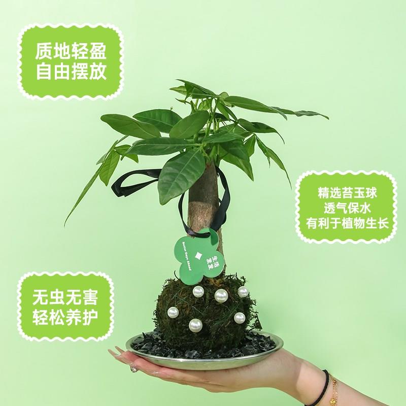 失控绿氧 发财树创意绿植办公室桌面摆件四季diy植物盆栽礼物