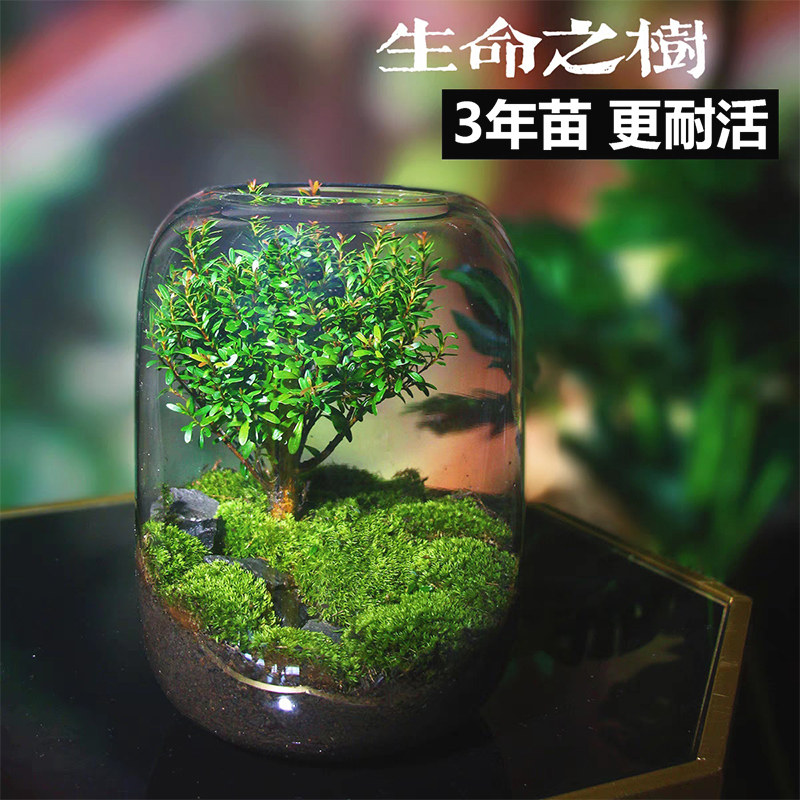 桌面生态瓶微景观自循环缸免打理治愈玻璃瓶办公室斗鱼苔藓雨林