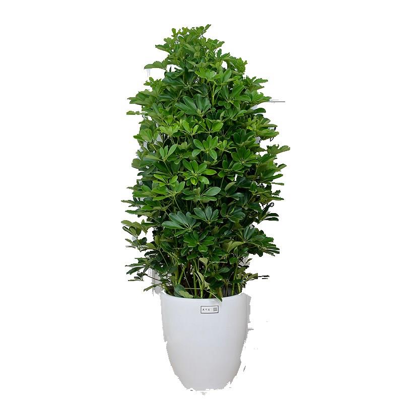 开业庆典乔迁摇钱树鸭脚木盆栽花卉天津鲜花速递同城送花天津花店