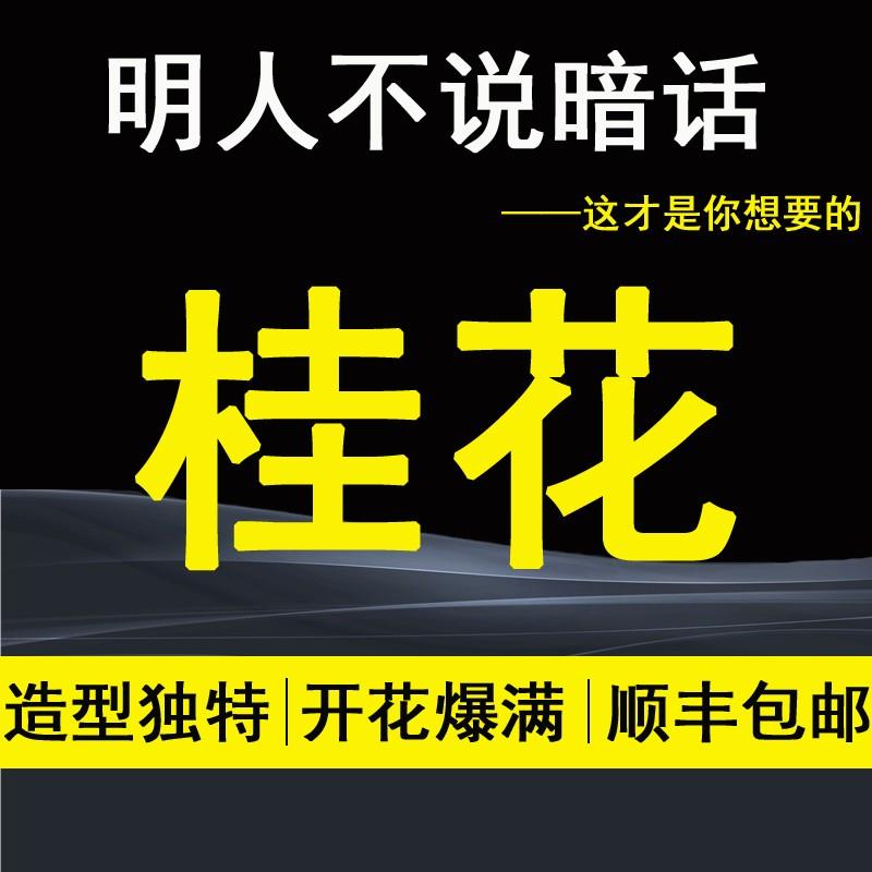 精品日香桂花盆景盆栽树苗一物一拍室内办公桌四季桂流苏嫁接老桩