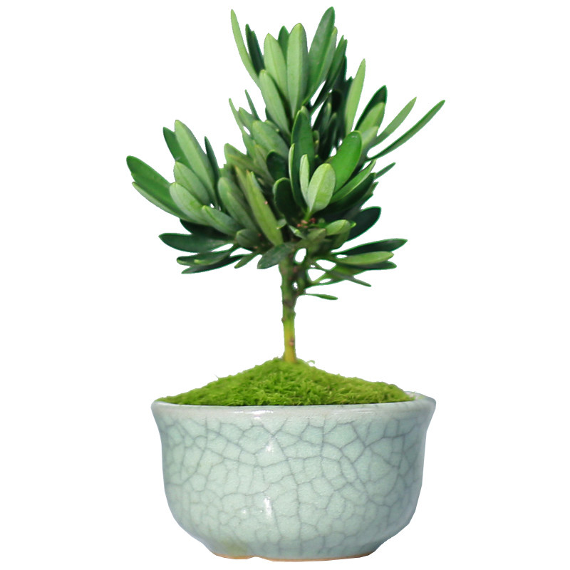 海岛菊花罗汉松盆景客厅办公室桌面绿植j微型摆件迷你盆栽室内植