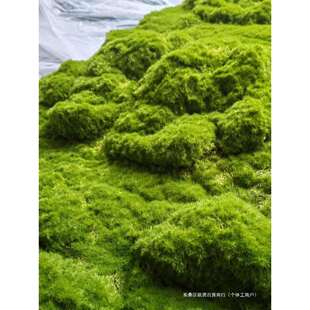 永生绿苔草皮假苔藓摆件园林造景盆景橱窗苔藓装饰墙人造草坪
