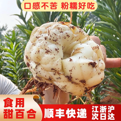 2026新鲜甜百合粉糯不苦顺丰包邮