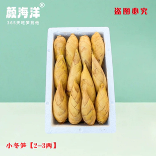 【小冬笋】浙江临安发货新鲜冬笋两头尖大毛竹笋鲜笋蔬菜野生冬笋