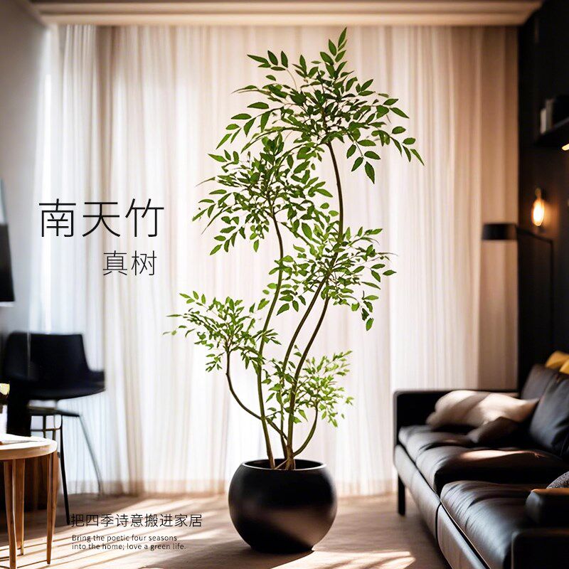 南天竹盆栽客厅真树大型植物室y内绿植办公室火焰老桩落地造景树