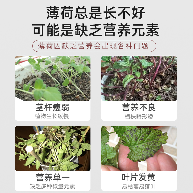 薄荷缓释肥e复合肥家用型控释颗粒植物盆栽绿植花卉养花肥料