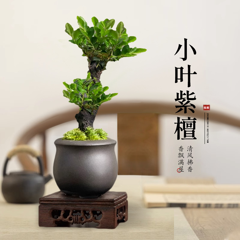 小叶紫檀盆景绿植树苗p盆栽办公室内客厅桌面老桩植物四季好养花