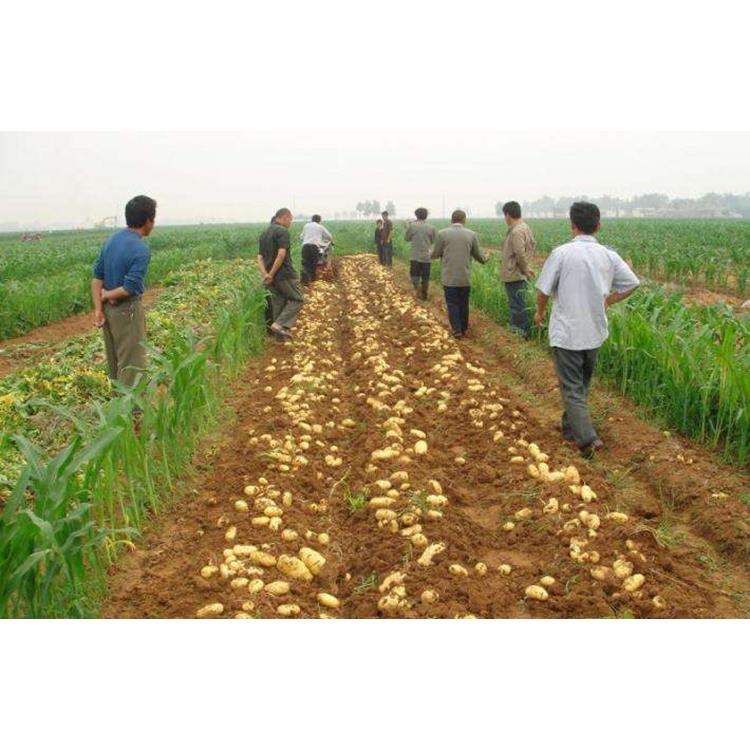 内蒙古地区用土豆地瓜收获机洋芋红薯出土机有收幅可选单人可操作