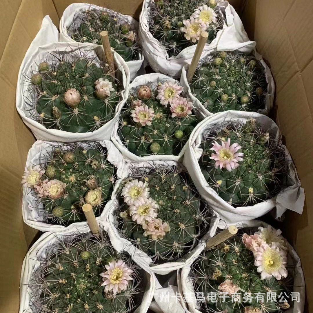 【基地直供】新天地开花仙人球多肉植物盆栽居家花卉绿植耐运输