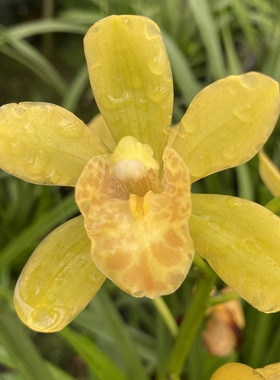 【黄贵妃】兰花盆栽蕙兰青苗高端绿植花卉好养活开花时间长黄色花
