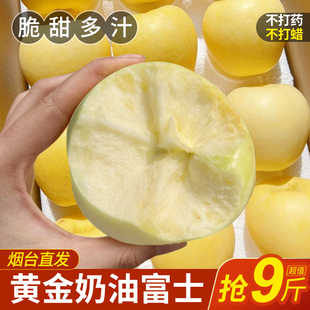 山东奶油富士黄金苹果9斤当季脆甜奶香冰糖心黄元帅苹果整箱包邮
