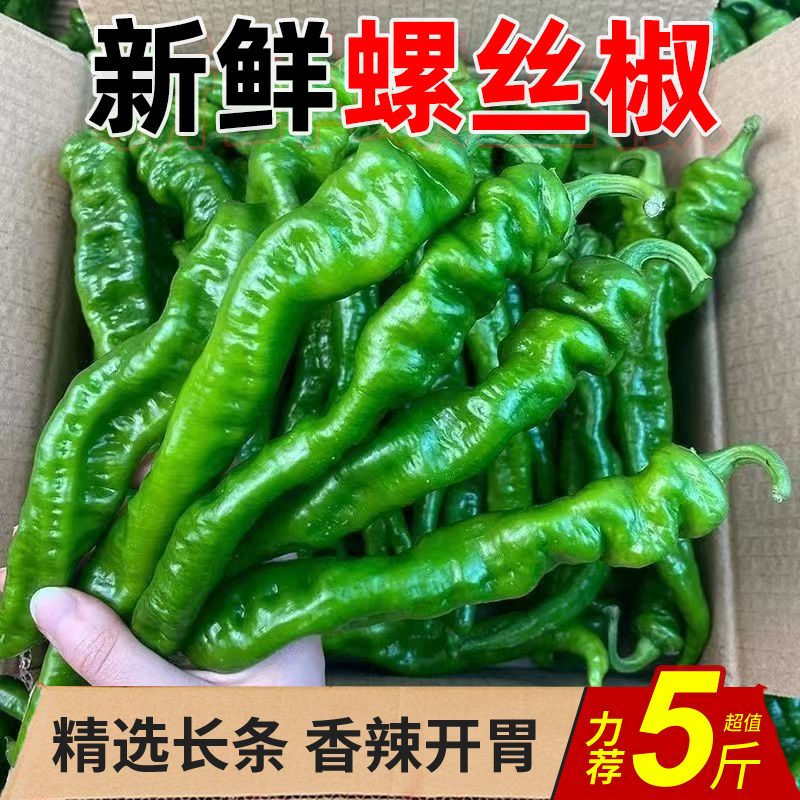 薄皮螺丝椒新鲜香辣皱皮辣椒