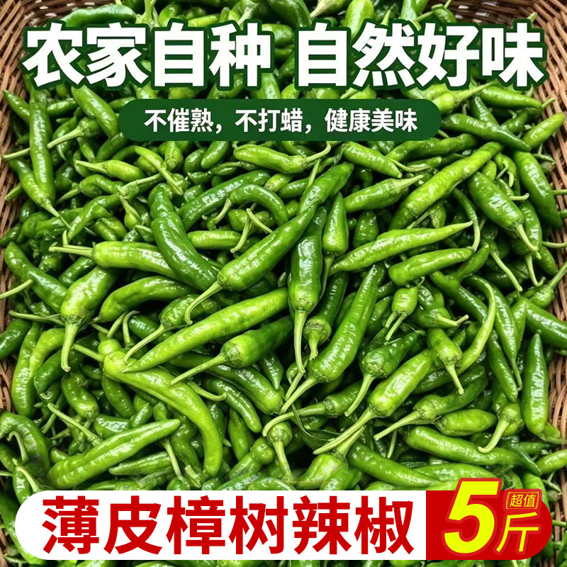 湖南新鲜樟树薄皮小辣椒