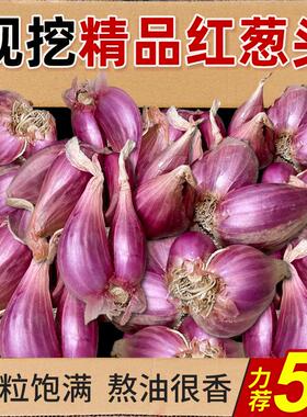 正宗红葱头香葱头干葱头火葱头种香新鲜小葱头广东农家自种小葱