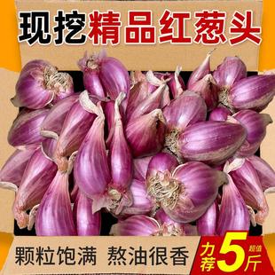 正宗红葱头香葱头干葱头火葱头种香新鲜小葱头广东农家自种小葱
