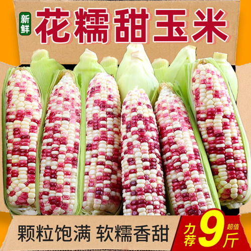 广西花糯玉米新鲜现摘