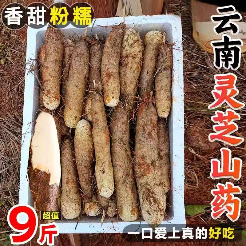 正宗云南农家新鲜现挖糯米山药