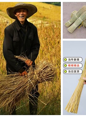 天然干稻草做霉豆腐的稻草屋顶装饰草帘遮阳稻草帘子牛羊草料稻草
